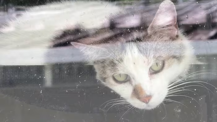 55 cats left behind after Port Orange rescuer dies; now, volunteers are racing to save them