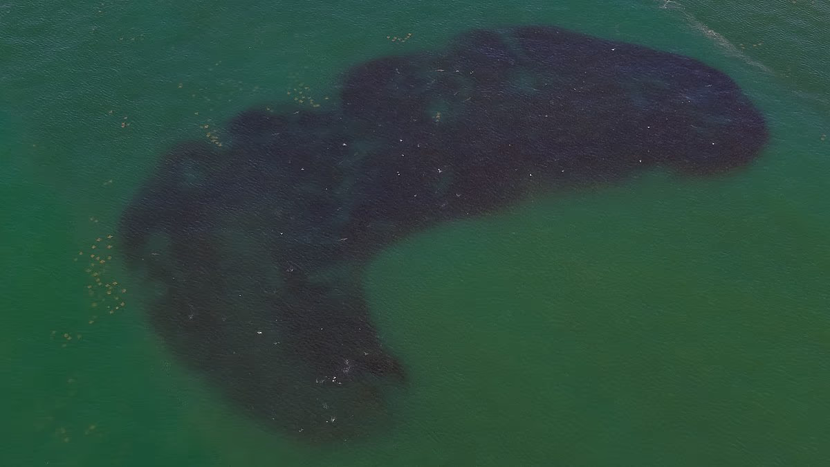 A once-in-a-generation event turns New York's waters black