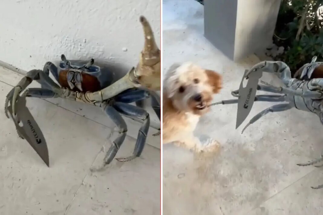 Blade-wielding 'gangster-ass' crab tries attacking Florida man, dog: shocking video