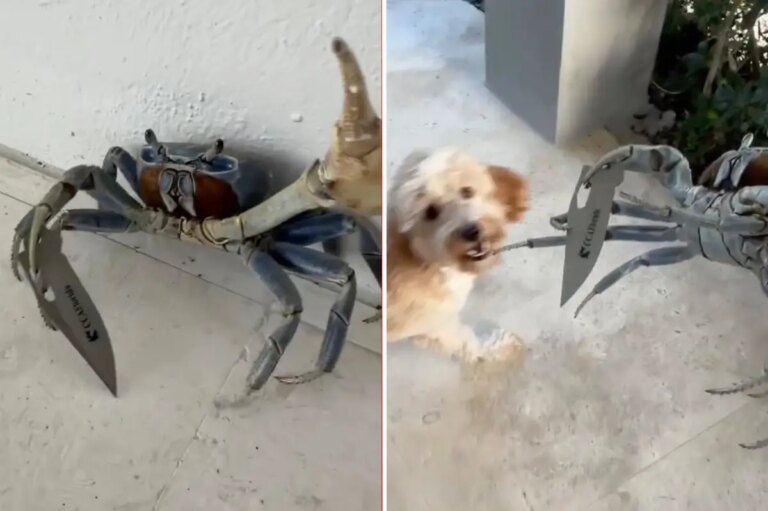 Blade-Wielding Crab Charges Florida Man and His Dog on Video