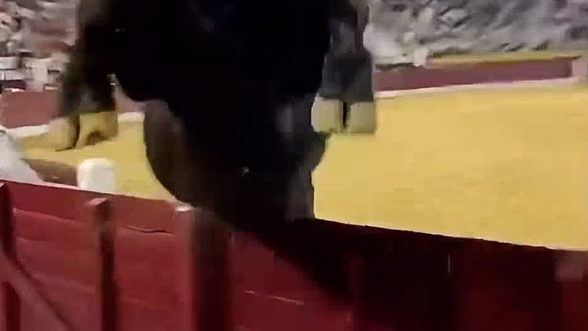 Bull leaps over safety barrier and straight into spectators