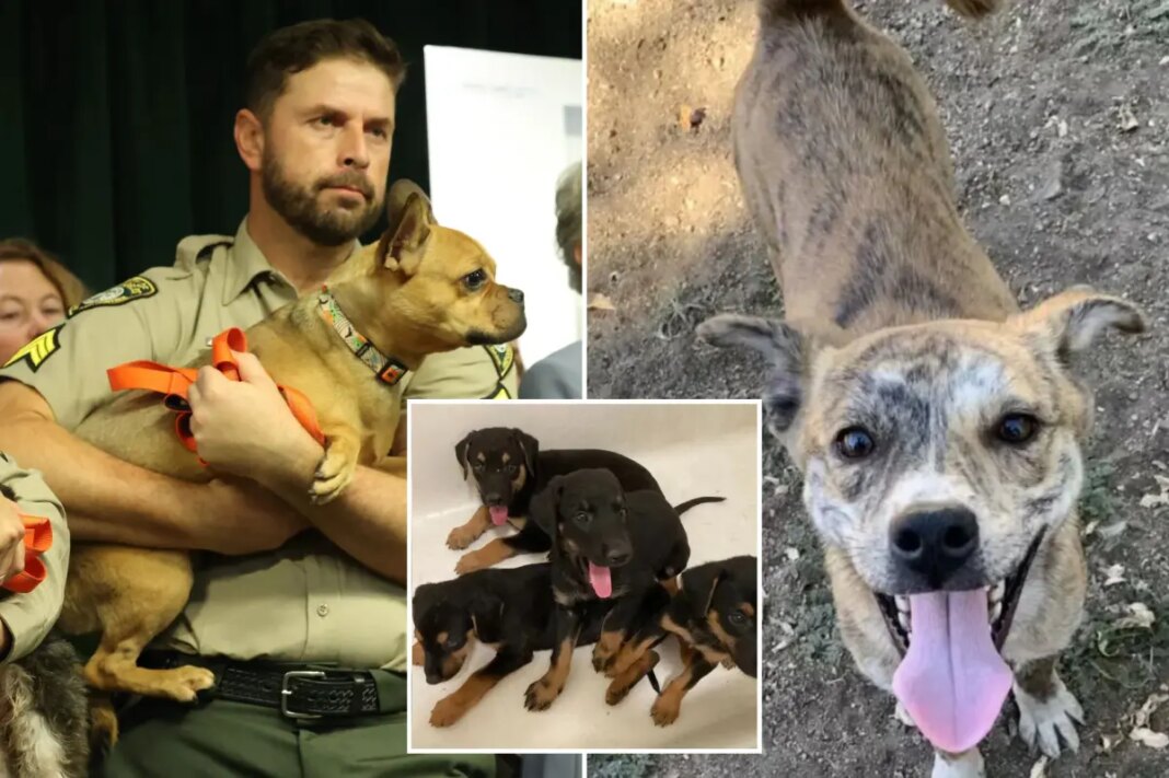 California animal rescuer charged after 300 dogs, cats found in filthy home