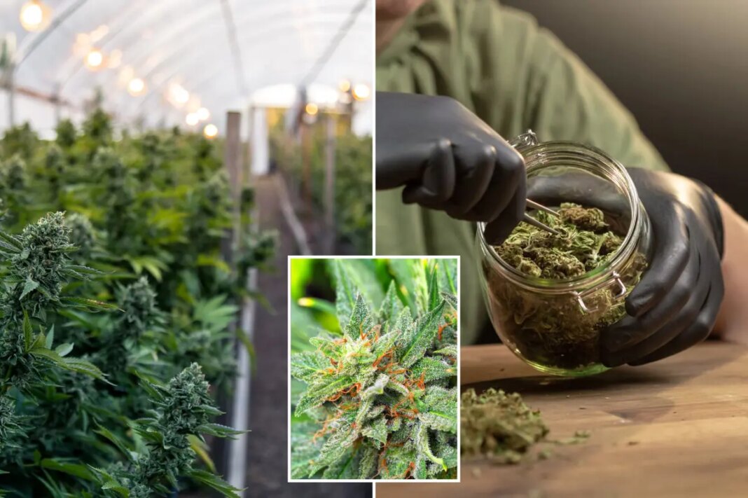 California marijuana pulled from shelves after worker's mysterious death at farm