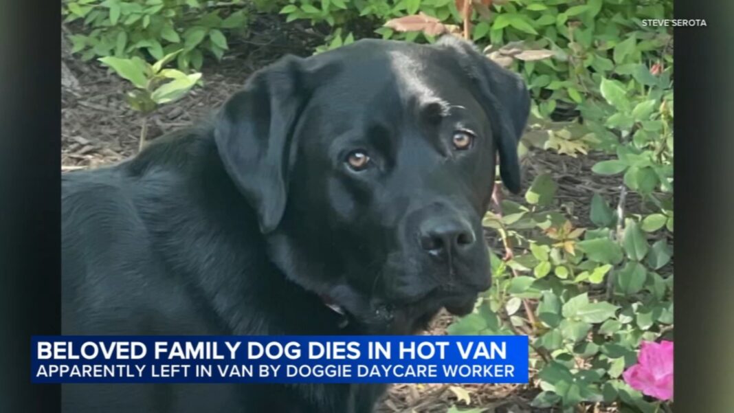 Chicago man Ross Niehaus, owner of Wheeling Waggles Pet Resort, charged with cruel treatment of animals after dog dies in hot van