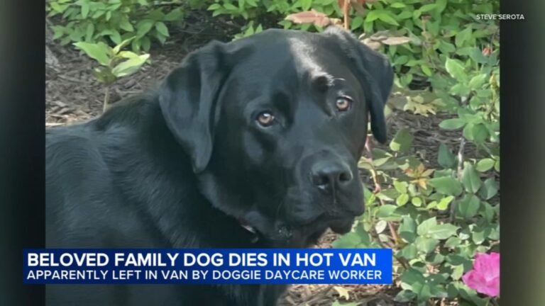 Chicago Pet Resort Owner Ross Niehaus Charged With Animal Cruelty After Dog Dies in Hot Van