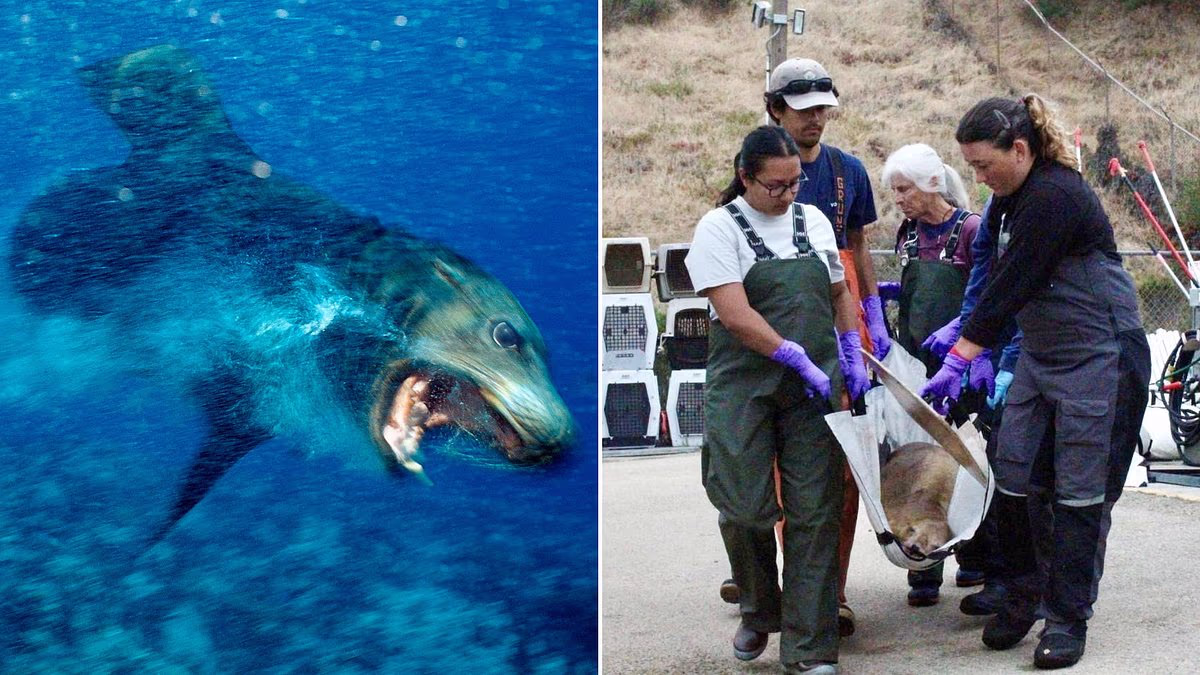 Deadly toxin poisoning sea lions sparks alarm over threat to humans