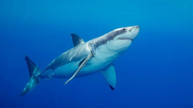 Devoted Father and Grandfather-to-Be Killed in Suspected Shark Attack