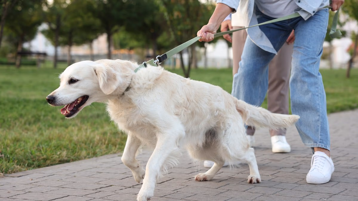 Does your dog have ADHD? Vet says pooches can be hyperactive as humans