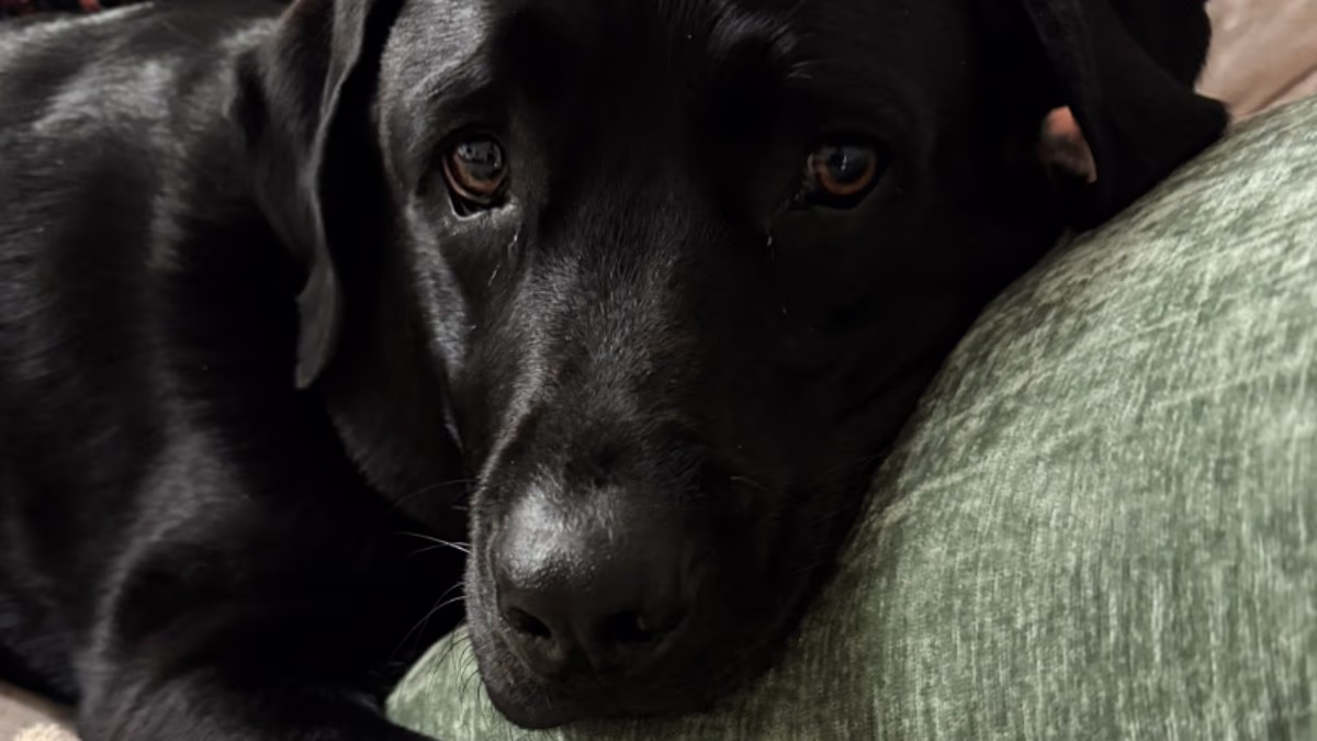 Dog allegedly killed by pet daycare after being left in van for hours