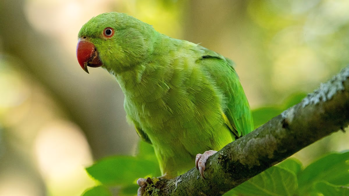 Dozens of parakeets found dead after 'being killed by catapults'