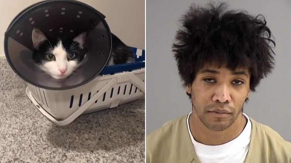Fraudster, 27, who tortured cats gets largest-ever penalty in Virginia