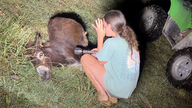 Georgia Police Officer Kills Beloved Pet Donkey in Owner’s Pasture as Family Demands Justice