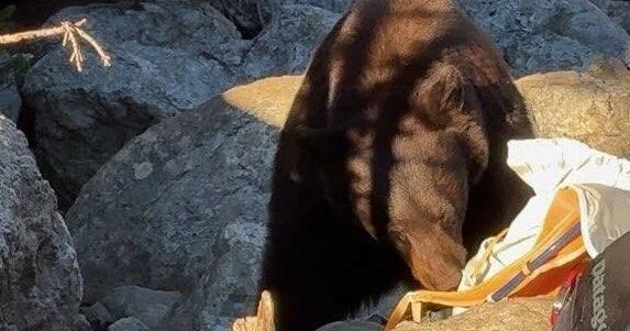 Grand Teton park forced to kill bear due to visitors' "poor decisions"