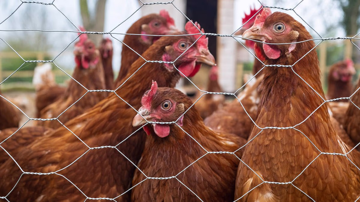 How deadly bacteria contaminates food... and how to protect yourself