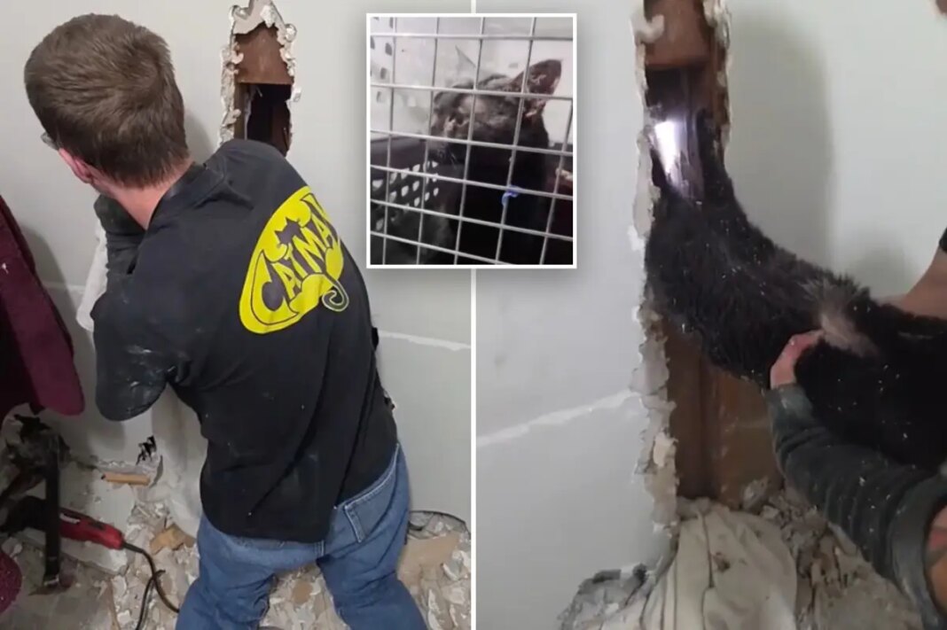 Long Island 'Catman' John DeBacker rescues pet trapped upside down for five days