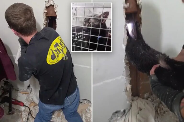 Long Island ‘Catman’ John DeBacker Rescues Pet Trapped Upside Down for Five Days