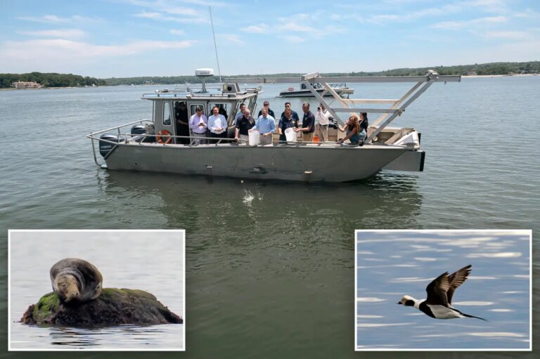 Long Island Sound Shows Signs of Recovery as Water Quality Improves