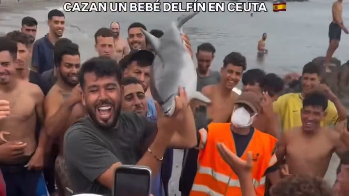 Migrants raise dolphin in the air after it was 'hit with a stick'