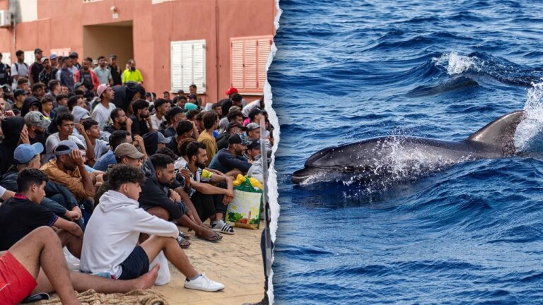 Video of Baby Dolphin Beaten During Beach Celebration Sparks Outrage
