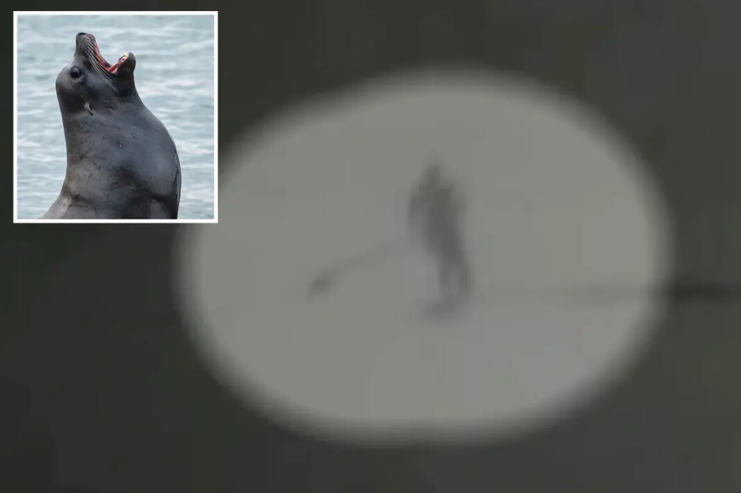Moment aggressive sea lion knocks Santa Cruz paddle boarder into the ocean and tears at her hair