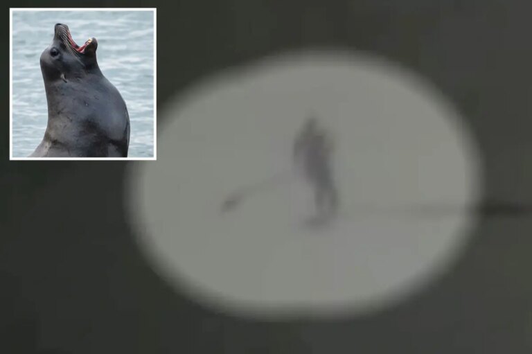 Moment Aggressive Sea Lion Knocks Santa Cruz Paddleboarder Into Ocean and Pulls Her Hair