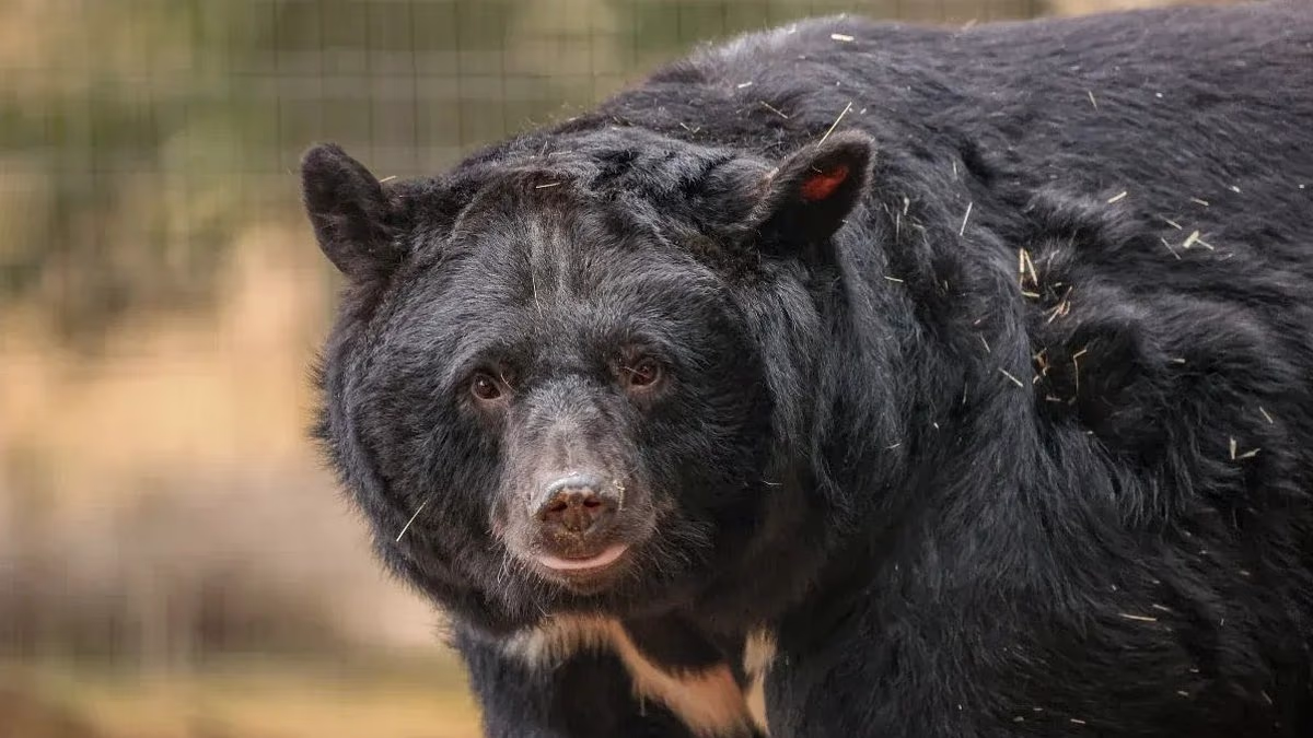 Moon bears rescued from tiny cages arrive at forever home in Suffolk