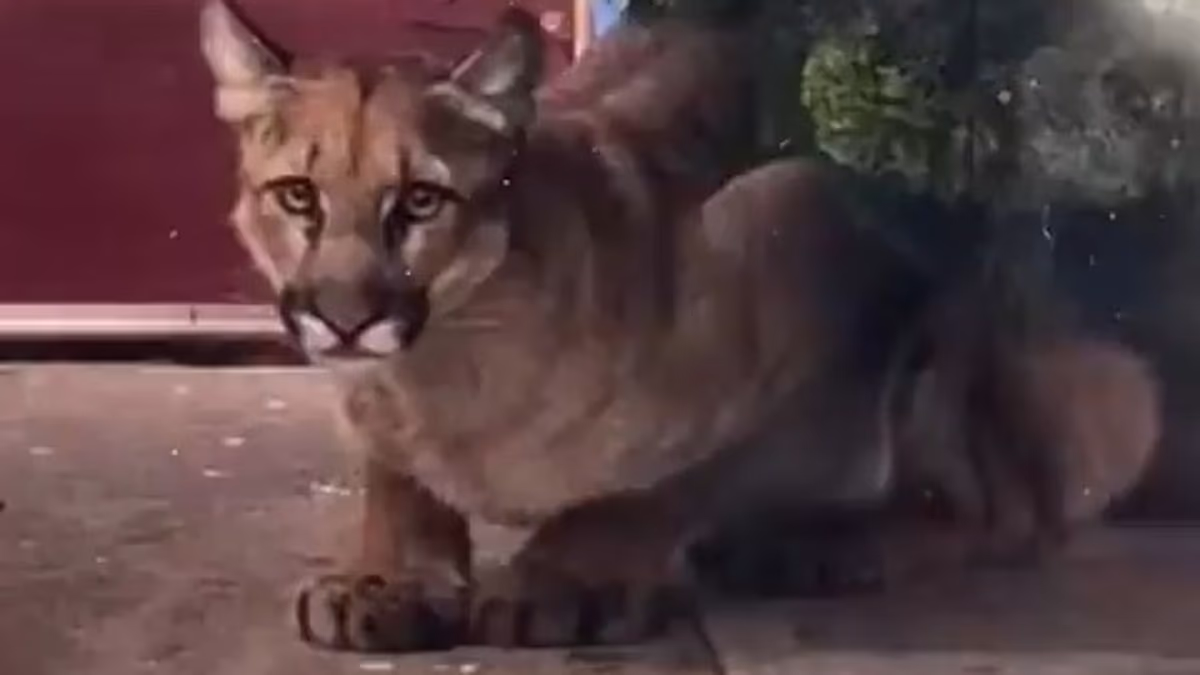 Mountain LION sparks chaos on street as cops fumble to catch it