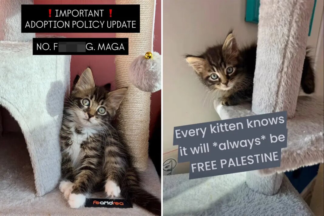 NYC kitten rescue Itty Bitty City Kitties bans MAGA from adoption in Brooklyn