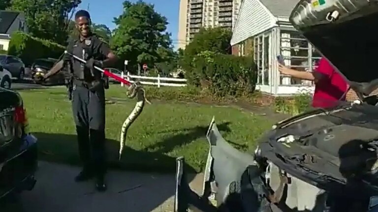 New Jersey Police Remove 3-Foot Python From Woman’s Car Grille