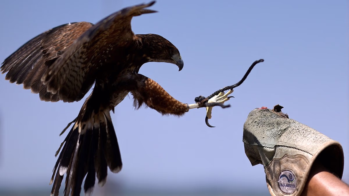 One of Ford's most important factories is being protected by a HAWK