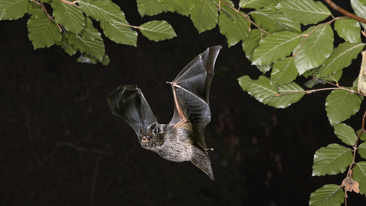Piddington migrant camp dealt fresh blow after discovery of rare bats