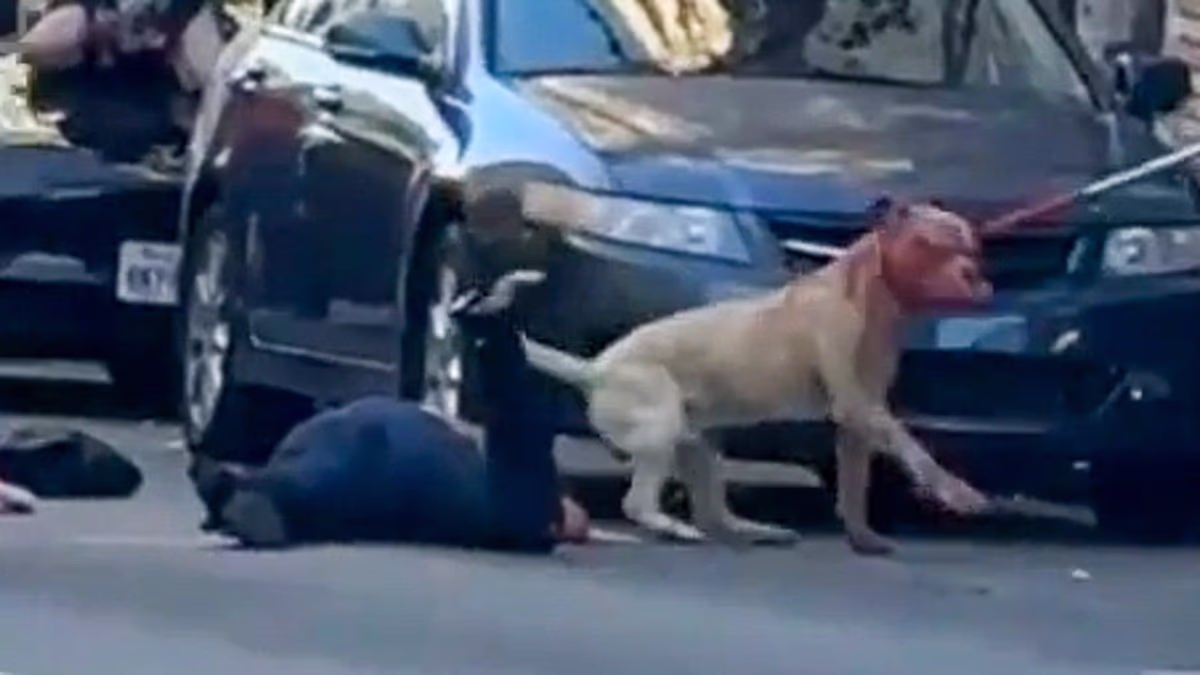 Pit bull's face drips with blood after mauling woman in San Francisco