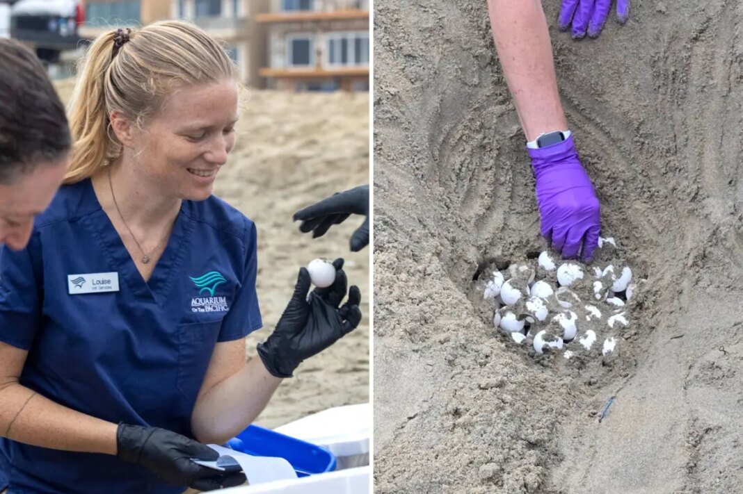 Rare sea turtle eggs removed from SoCal beaches ahead of Hurricane Polo