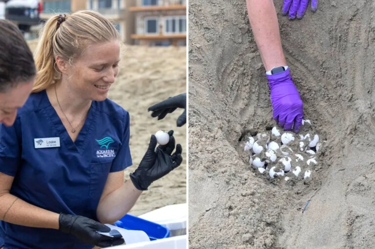 Rare Sea Turtle Eggs Relocated Ahead of SoCal’s Hurricane Polo