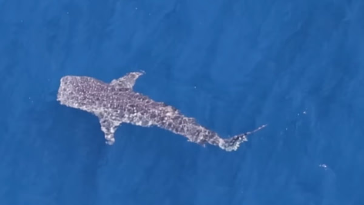 Rare shark spotted swimming through clear waters of Pacific Ocean