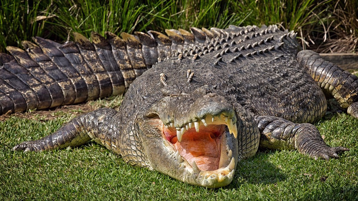 River home to 500 CROCODILES to host Olympic and Paralympic events