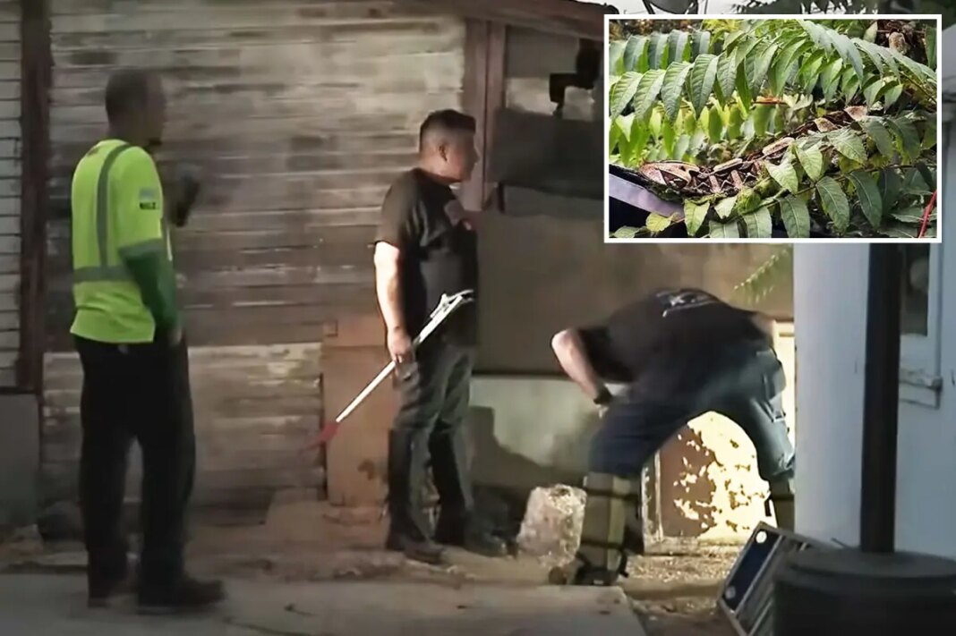Santa Ana police search for deadly Gaboon viper finds no snake