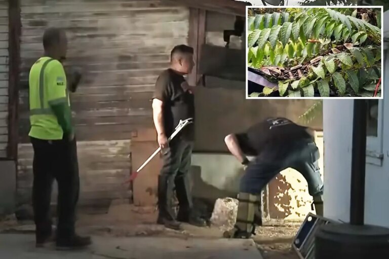 Santa Ana Police Search for Reported Gaboon Viper but Find No Snake