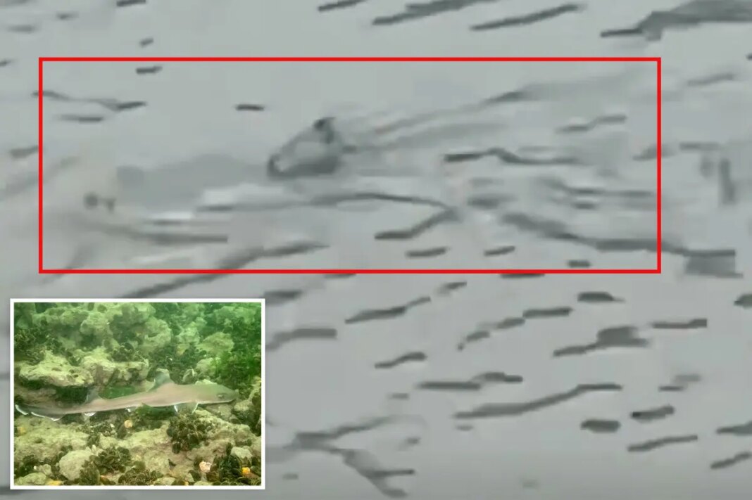 Shark seen swimming through flooded NJ streets as violent nor'easter batters coast