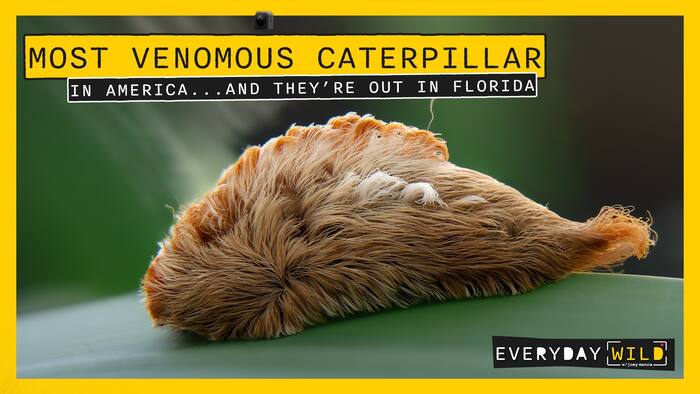 Southern Flannel Moth Caterpillar: The Fuzzy Florida Caterpillar That Stings