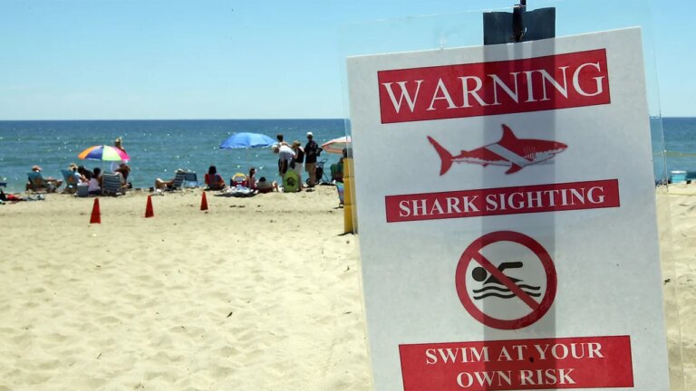 Swimmer Hospitalized in Suspected Martha’s Vineyard Shark Attack