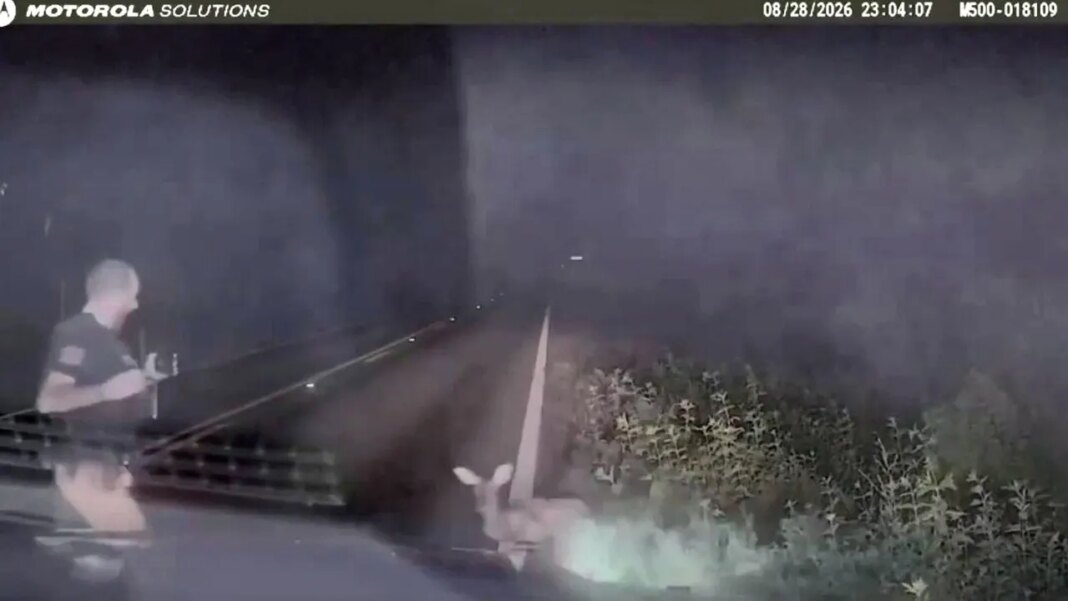 Texas deputy screams and runs after 'dead' deer springs to feet in viral encounter