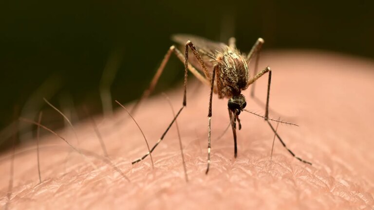 Third Person Dies After Mosquito on Germany-Bound Plane Sparks ‘Airport Malaria’ Cases