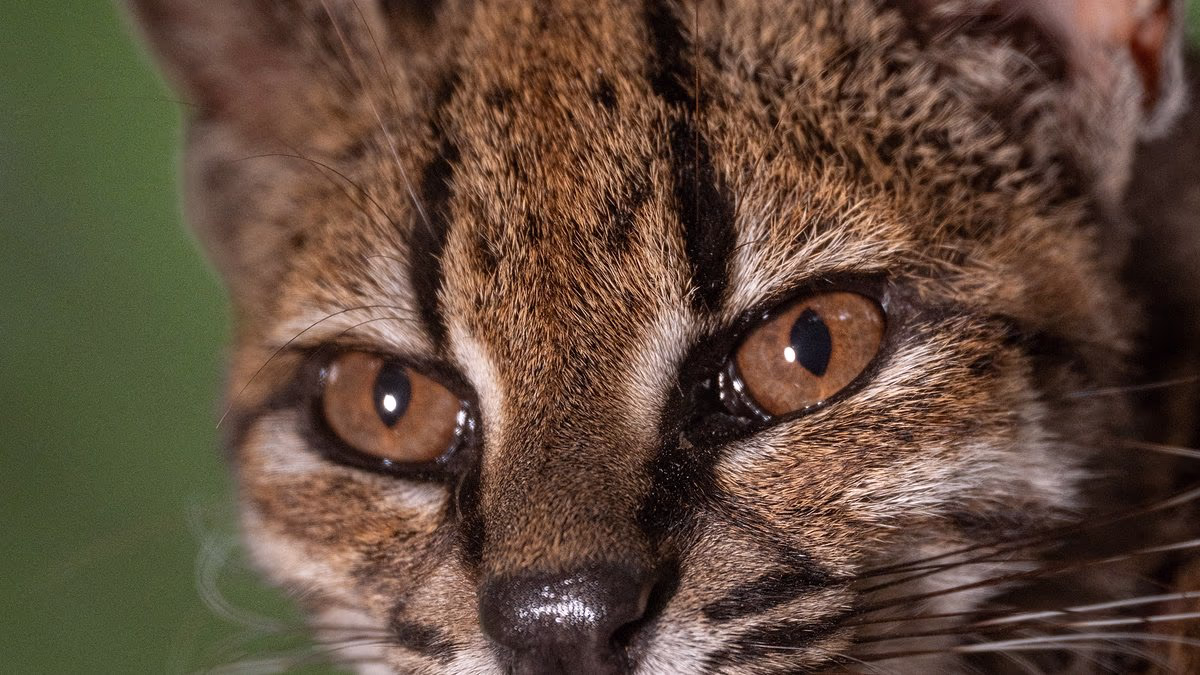 Tilcayo cat of Bolivia is seen prowling around cloud forest