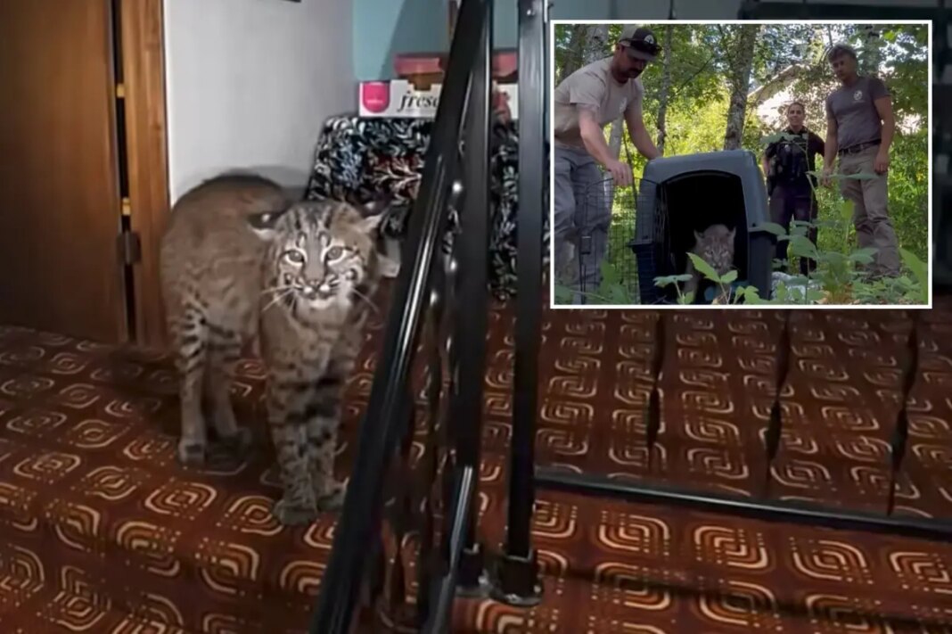 Washington homeowner hears banging, calls 911 before police find growling bobcat at top of stairs