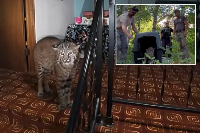 Washington Homeowner Calls 911, Finds Growling Bobcat Inside