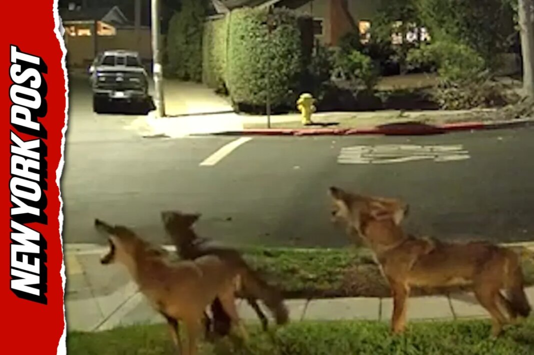 Wild coyotes launch into menacing early morning group howl outside San Diego home (Video)