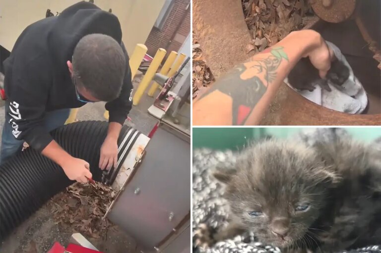 Workers Rescue Kittens From Industrial Shredder Before They Could Be “Obliterated”