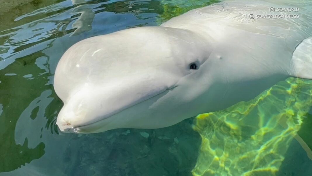 6th beluga whale Cyprus rescued from Marineland theme park in Ontario, Canada dies at SeaWorld San Diego