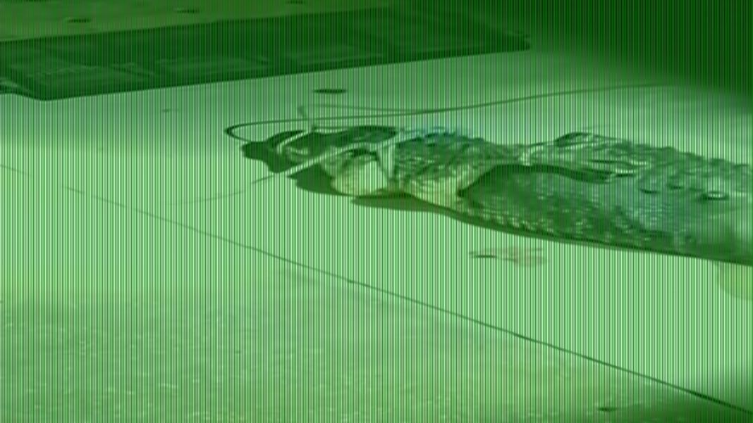 Alligator stalking Florida couple close to where fisherman was killed